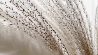 Neutral dry plants in vase, home decor and interior design.