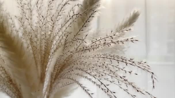 Нейтральні Сухі Рослини Вазі Домашньому Декорі Дизайні Інтер Єру — стокове відео