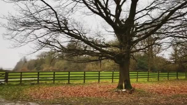 Farmland Field Landscape Trees England United Kingdom Beautiful Nature English — Vídeo de Stock