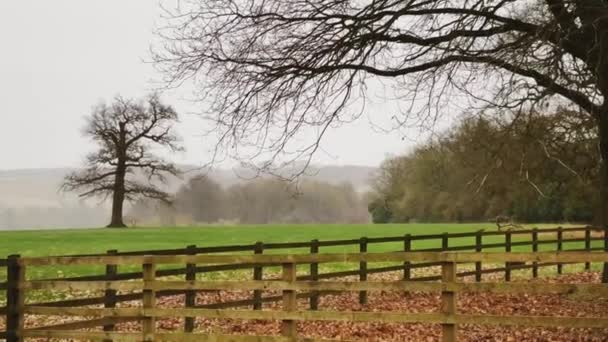 Farmland Field Landscape Trees England United Kingdom Beautiful Nature English — Stok video