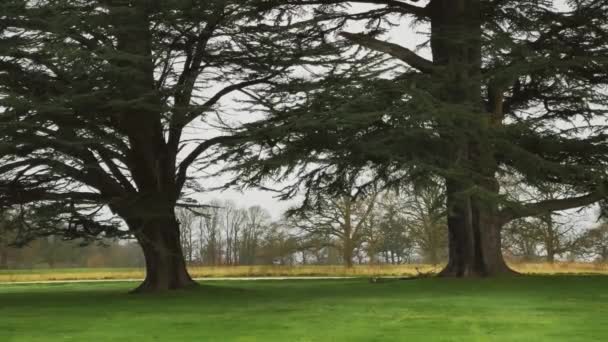 Green Lawns Trees Striking Features Breathtaking English Countryside Landscape United — Stock Video