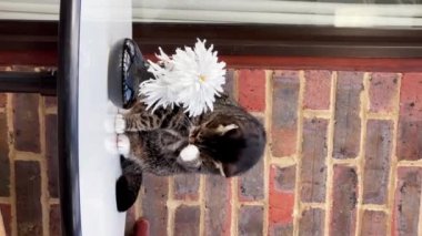 Şirin ve güzel bir dişi tekir kedi ve evde beyaz bir çiçek, dikey video.