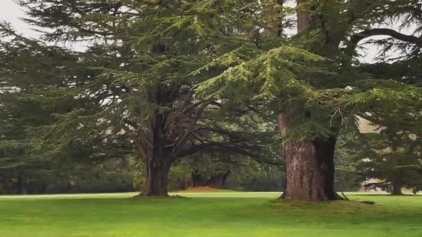 Prachtige Groene Gazons Bomen Het Natuurlijke Landschap Van Het Engelse — Stockvideo