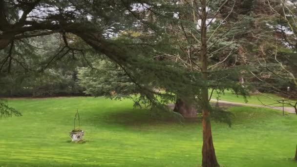 Uma Cena Floresta Nebulosa Serena Campo Inglês Com Árvores Altas — Vídeo de Stock