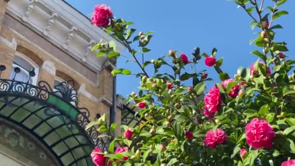 Красиві Рожеві Квіти Зеленому Дереві Навесні Чисте Блакитне Небо Сонячний — стокове відео