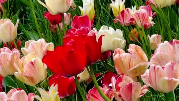 Schöne Blühende Bunte Tulpenblüten Garten Der Natur Und Bei Der — Stockvideo