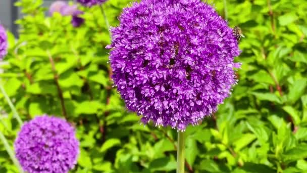 Piękne Kwiaty Pszczoły Allium Ogrodzie Letnim Angielskiej Wsi Przyroda Ogrodnictwo — Wideo stockowe