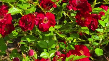 Kırsal alanda açan güzel kırmızı güller gül bahçesi, doğa ve bahçe, yavaş çekim video