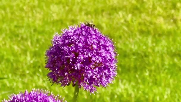 Bella Allium Fiori Api Nel Giardino Estivo Nella Campagna Inglese — Video Stock