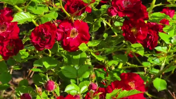 Hermosa Flor Rosas Rojas Flores Campo Jardín Rosas Naturaleza Jardinería — Vídeos de Stock
