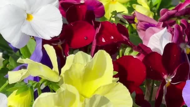 Όμορφα Ανθισμένα Λουλούδια Στον Κήπο Της Υπαίθρου Φύση Και Την — Αρχείο Βίντεο