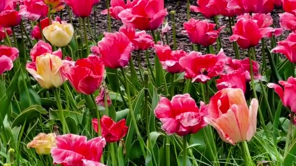 Hermosas Flores Tulipanes Colores Florecientes Jardín Del Campo Naturaleza Jardinería — Vídeos de Stock
