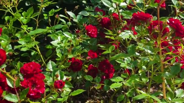 Hermosa Flor Rosas Rojas Flores Campo Jardín Rosas Naturaleza Jardinería — Vídeo de stock