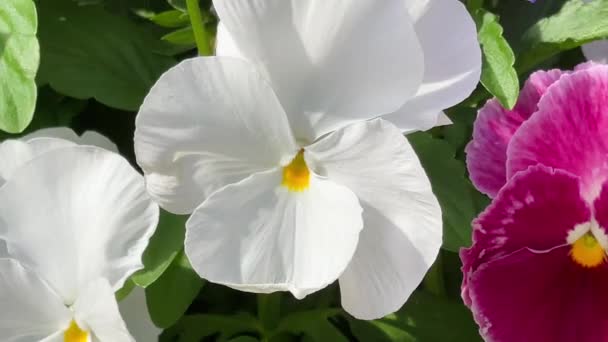 Kırsal Alanda Güzel Çiçekler Doğa Bahçıvanlık Yavaş Çekim Videosu — Stok video