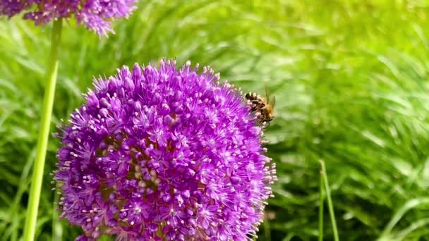 Schöne Alliumblumen Und Bienen Sommergarten Der Englischen Landschaft Natur Und — Stockvideo