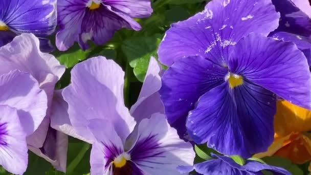 Belle floraison de fleurs dans le jardin de campagne, la nature et le jardinage, ralenti vidéo