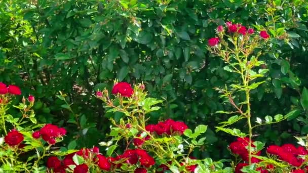 Hermosa Flor Rosas Rojas Flores Campo Jardín Rosas Naturaleza Jardinería — Vídeos de Stock