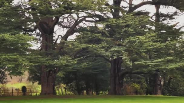 Ομορφιά Του Τοπίου Της Αγγλικής Υπαίθρου Χλοοτάπητες Και Δέντρα Στο — Αρχείο Βίντεο