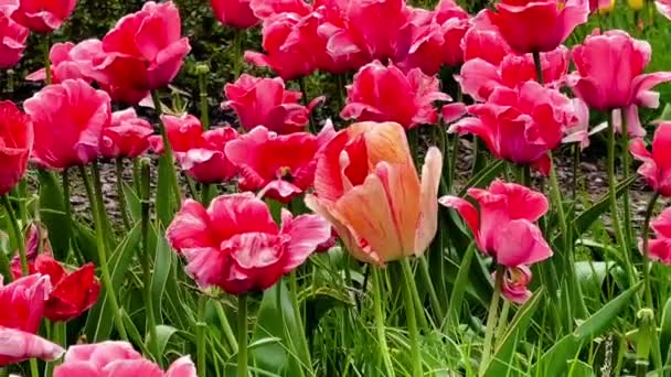 Hermosas Flores Tulipanes Colores Florecientes Jardín Del Campo Naturaleza Jardinería — Vídeo de stock