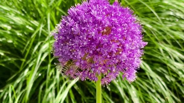 Schöne Alliumblumen Und Bienen Sommergarten Der Englischen Landschaft Natur Und — Stockvideo