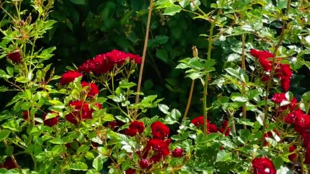 Mooie Bloeiende Rode Rozen Bloemen Het Platteland Roos Tuin Natuur — Stockvideo