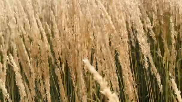 English Countryside Field Feather Reed Grass Nature Landscape Background Slow — Stock Video