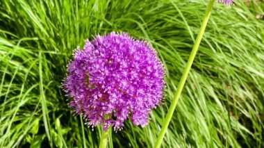 İngiliz kırsalında, doğa ve bahçıvanlıkta yaz bahçesinde güzel Allison çiçekleri ve arılar.