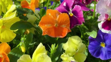 Kırsal alanda güzel çiçekler, doğa ve bahçıvanlık, yavaş çekim videosu