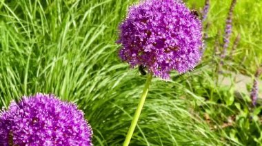 İngiliz kırsalında, doğa ve bahçıvanlıkta yaz bahçesinde güzel Allison çiçekleri ve arılar.