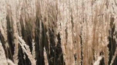 İngiliz kırsal alanı, doğa ve manzara arka planı olarak tüy sazlığı çimi, yavaş çekim video