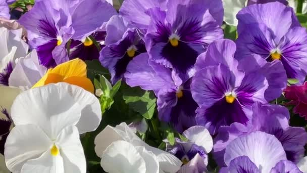 Schöne Blühende Blumen Garten Der Natur Und Bei Der Gartenarbeit — Stockvideo