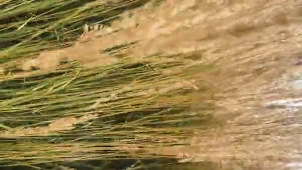 Engels Platteland Veld Veren Riet Gras Als Natuur Landschap Achtergrond — Stockvideo
