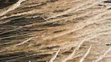 İngiliz kırsal alanı, doğa ve manzara arka planı olarak tüy sazlığı çimi, dikey yavaş çekim video