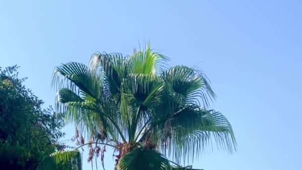Tropische Palme Und Blauer Himmel Sonnigen Sommer Zeitlupenvideo — Stockvideo