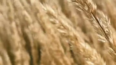 İngiliz kırsal alanı, doğa ve manzara arka planı olarak tüy sazlığı çimi, yavaş çekim video