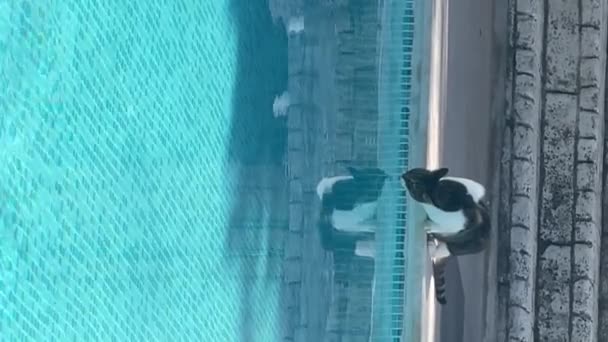 Yaz Mevsiminde Havuzdan Içen Sevimli Küçük Kedi Yavaş Çekim Videosu — Stok video