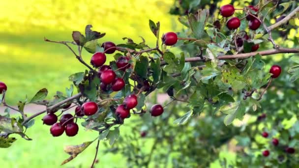 Beautiful Red Berries Hawthorn Tree Autumn English Countryside Hertfordshire England — Stock Video