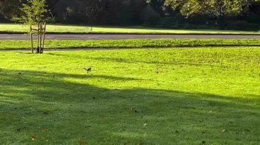 Sincap ve İngiliz kırsal doğası güneşli bir sonbahar gününde, yavaş çekim videosu