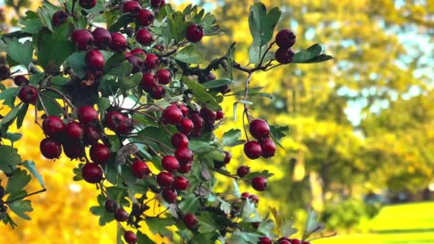 Beautiful Red Berries Hawthorn Tree Autumn English Countryside Hartfordshire England — стоковое видео