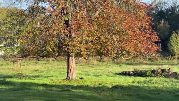 イギリスの田園地帯の美しい自然 ヘメルヘンプステッドで輝かしい朝 ハートフォードシャー イングランド 日光で樹木と緑の芝生 スローモーションビデオ — ストック動画