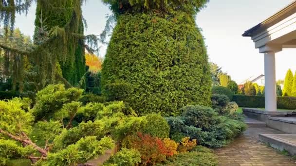 Serene Aangelegde Prive Tuin Met Naaldbomen Planten Slow Motion Video — Stockvideo