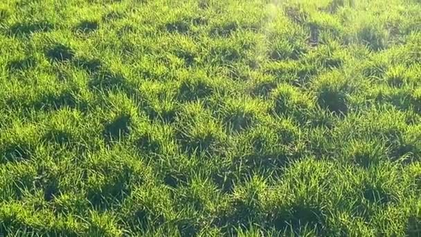 イギリスの田舎の日光の穏やかな輝きで浴びる緑色の草 — ストック動画