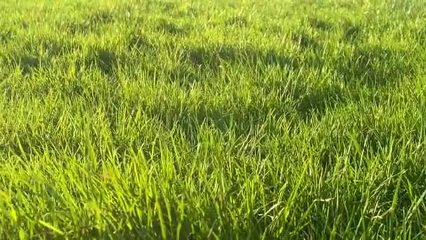 Verdant Green Grass Bathing Gentle Glow Sunlight English Countryside — Stock Video