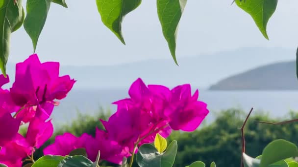 明るいピンクの花と海岸 澄んだ空の下の海岸線 夏の休日の旅行 — ストック動画