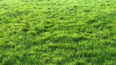 Yeşil çimenler, İngiliz kırsalında güneşin yumuşak parıltısında yıkanıyor.