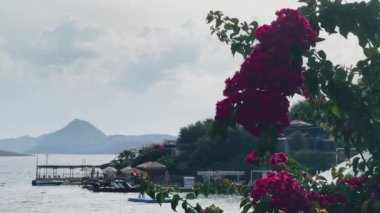 Parlak pembe bougainvillea çiçekleri ve deniz manzarası, açık bir gökyüzünün altında kıyı şeridi, yaz tatili seyahati