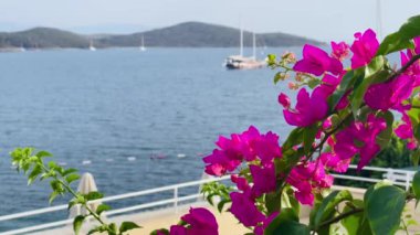 Parlak pembe bougainvillea çiçekleri ve deniz manzarası, açık bir gökyüzünün altında kıyı şeridi, yaz tatili seyahati