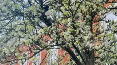 İngiltere 'de bahar çiçekleri, yavaş çekim