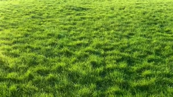 Verde Hierba Verde Bañándose Suave Resplandor Luz Del Sol Campo — Vídeo de stock