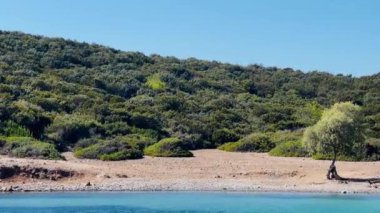 Yoğun yeşil çalılarla çevrili küçük çakıl taşlı sahil ve önünde açık mavi deniz olan tek bir ağaç.
